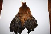 Hen Neck - Wapsi Australia 