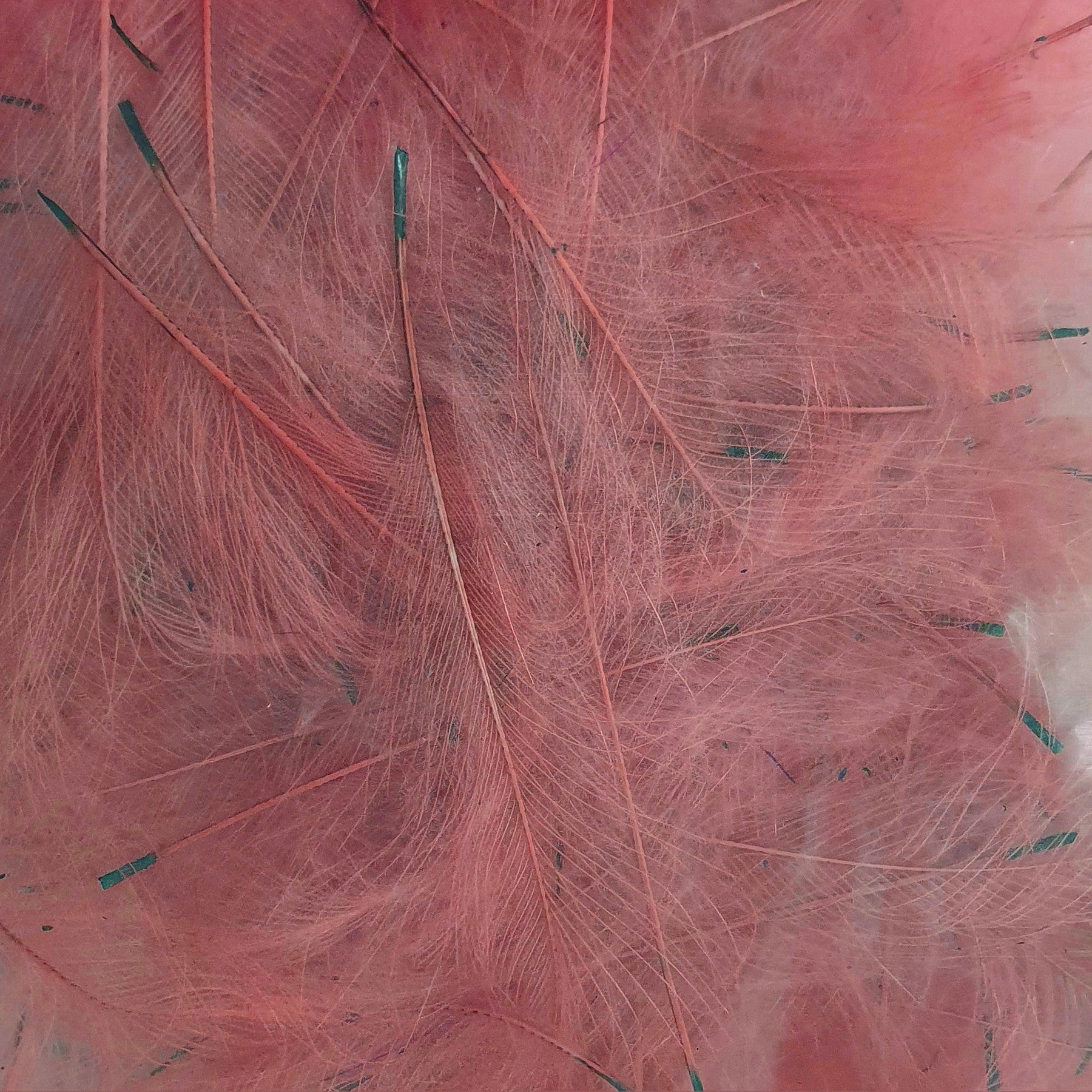 Petitjean CDC Feathers 1 Gram