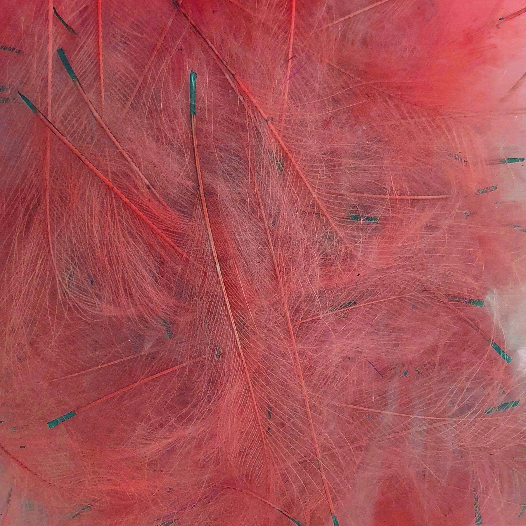 Petitjean CDC Feathers 1 Gram