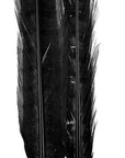 Ringneck tail twin pack - Wapsi