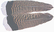 Wapsi Mottled White Tipped Turkey Tails Australia 