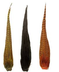 Cock Pheasant Complete Tail - Veniard Tasmania Australia
