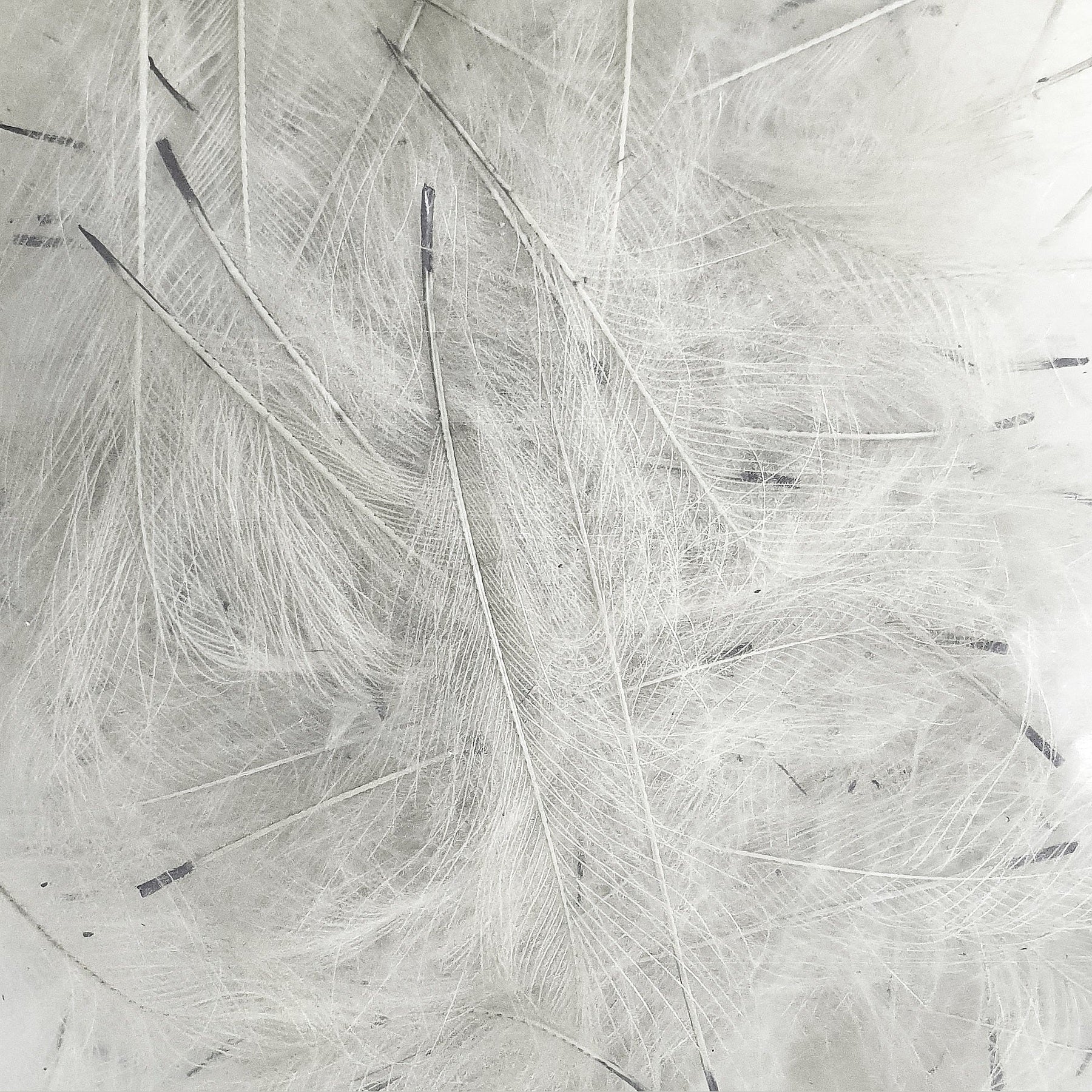 Marc Petitjean CDC Feathers 1 Gram Australia white