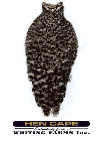 Whiting American Hen Cape Tasmania Australia