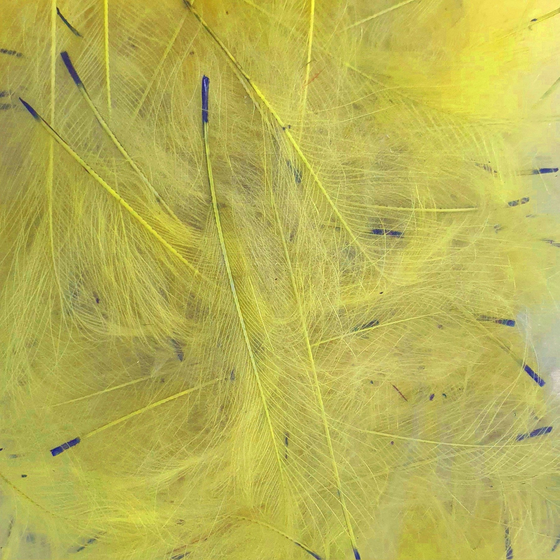 Petitjean CDC Feathers 1 Gram